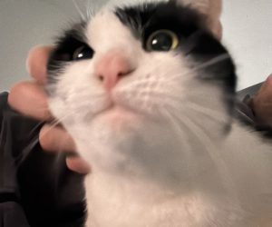 neugierige Wohnungskatze Nahaufnahme Gesicht