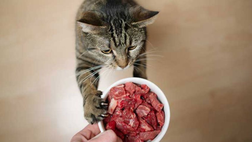 barf katze rohes fleisch napf