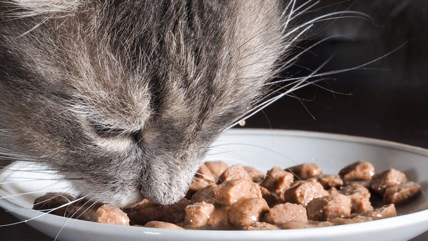 katze frisst nassfutter im napf