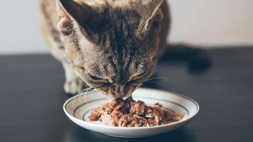 katze frisst nassfutter aus napf