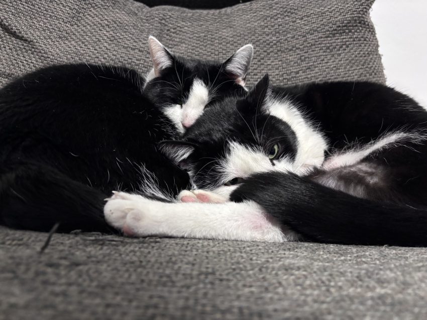 Pinsel und Tiger zwei Katzen kuscheln zusammen auf einem Sofa